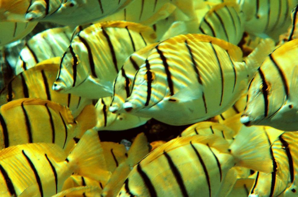La Perle Tahaa Tapu' amu Exterior foto