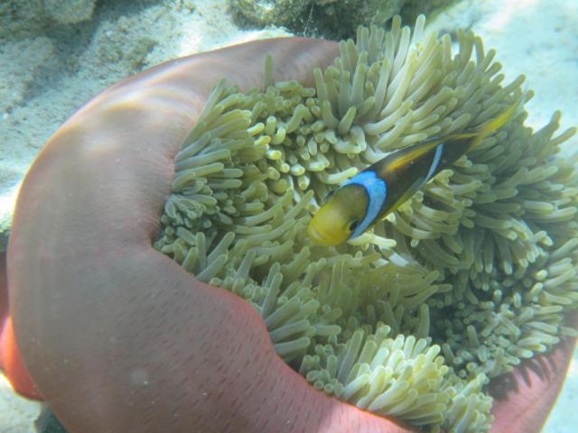 La Perle Tahaa Tapu' amu Exterior foto